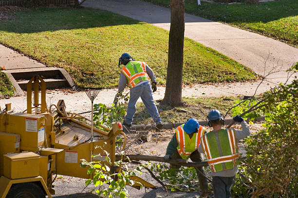 Best Tree Root Removal  in Capitan, NM